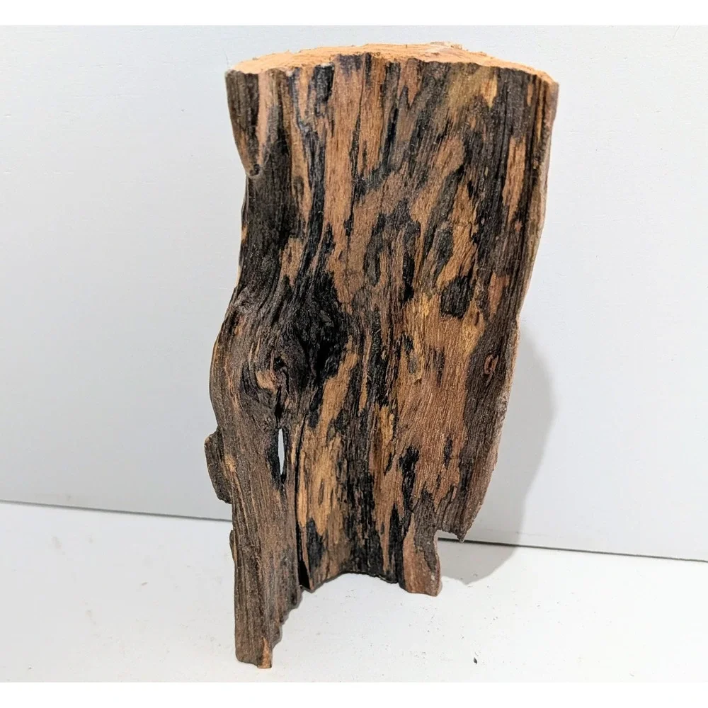 Black Locust Hollow Root Fairy garden or Gemstone Display. 9